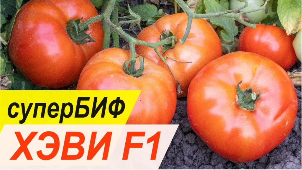 ХЭВИ F1 - ранний суперБИФ - Добрые Семена.ру