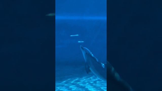 Немного подводных фокусов от дельфина