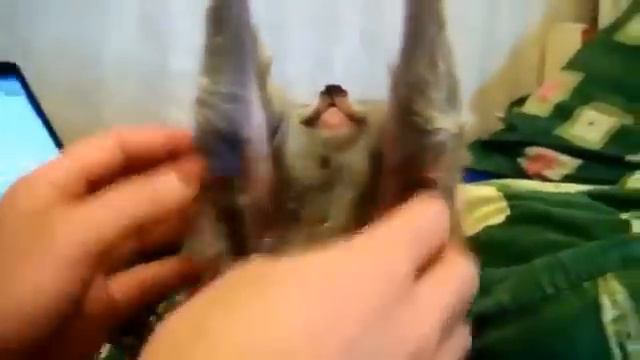 Я бражу тибя узбагойзя