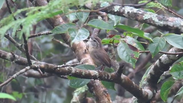 Carolina Wren (White-browed), Honduras, Canon Powershot SX70 HS (FHD 60fps)