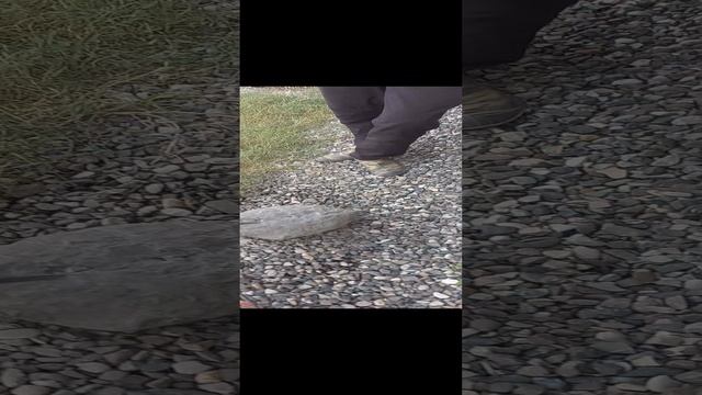 Ломаем открываем млн септарию)