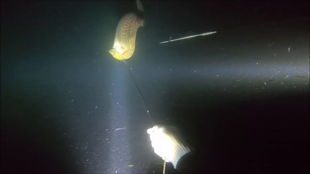 【軽石漂着】暗い海に潜ったら、珍しい貝と、危険な海のギャングが現れた！二人かがりでＧＥＴ！