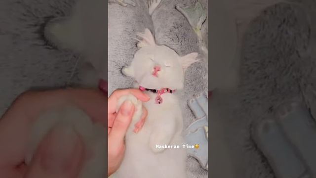 Kucing juga maskeran gaes