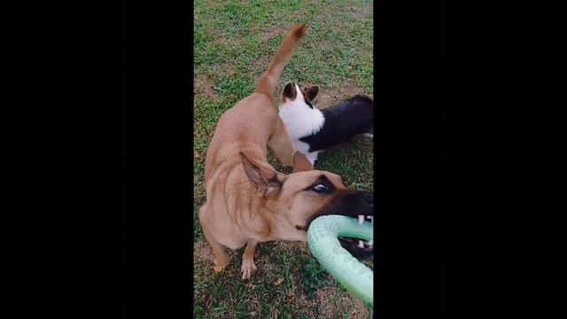 Гас и Нарси