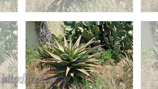 Кактусы в природе Израиля. (Cactuses)