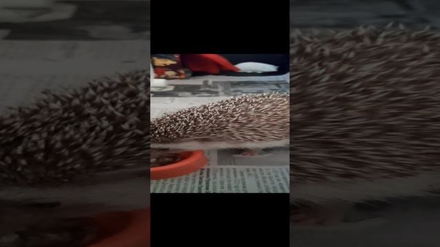 Ёжик.
