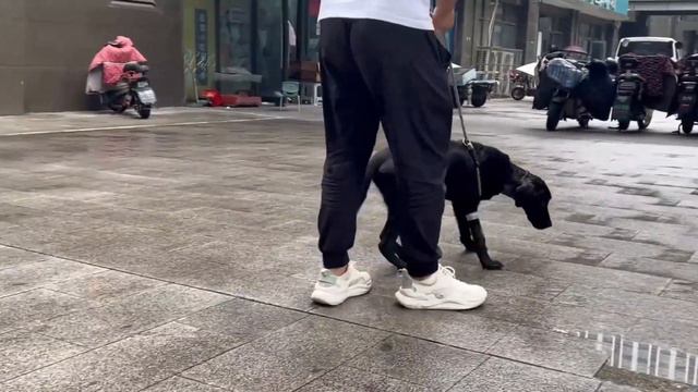 The Dog With A Broken Neck Puts Its Head On The Owner's Hand And Tries To Support It