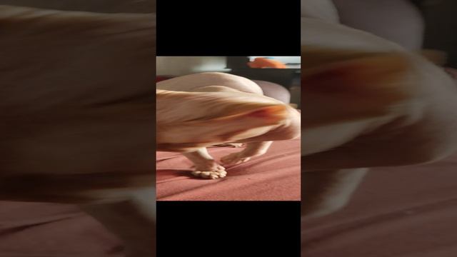 Канадский сфинкс - кот