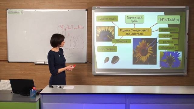6 клас. Біологія. Різноманітність покритонасінних. Дводольні. Частина 2. Всеукраїнська школа онлайн