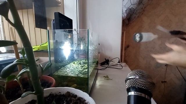 Сифоню Аквариум с Клариусами и Ампуляриями.