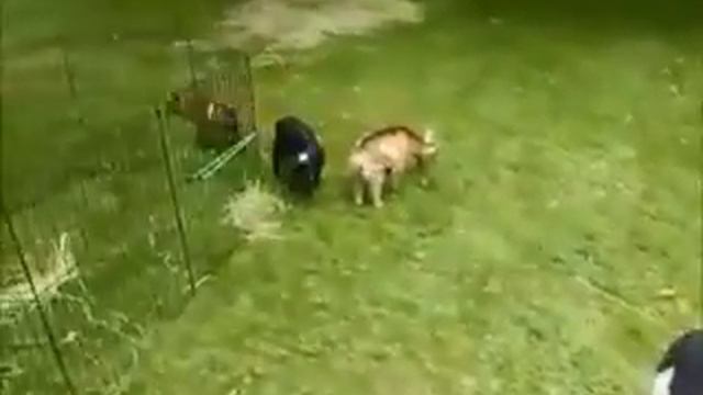 Чеченский прикол