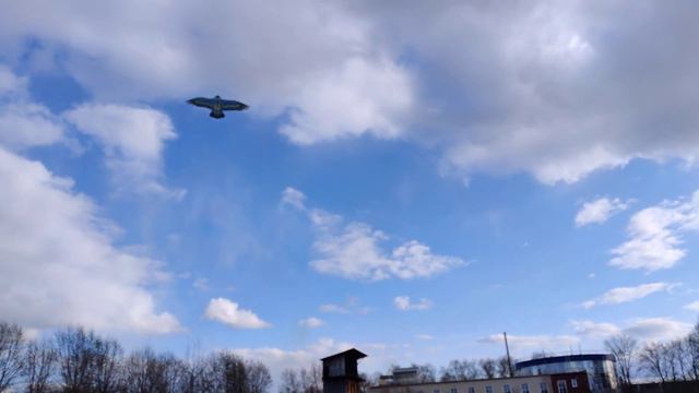 наш орел)) 01.05.2021