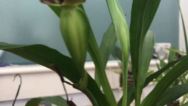 Easiest way to orchid watering - update