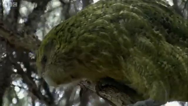 Kakapo: Flightless Parrot|Benedict Cumberbatch for BBC Earthh