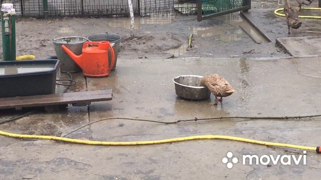 А в Гадюкино опять дожди !!!