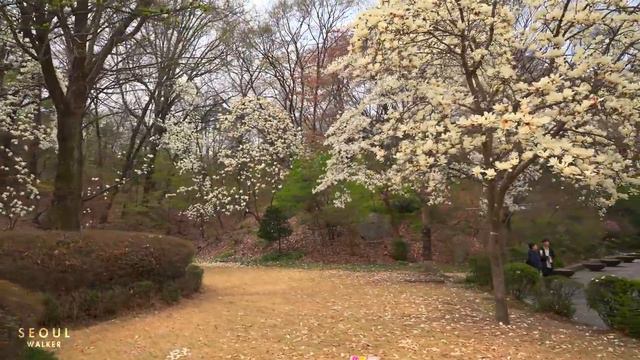 Seoul Cherry Blossom Kyung Hee University l Walking Tour