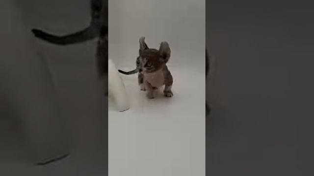 video мальчик двельф
