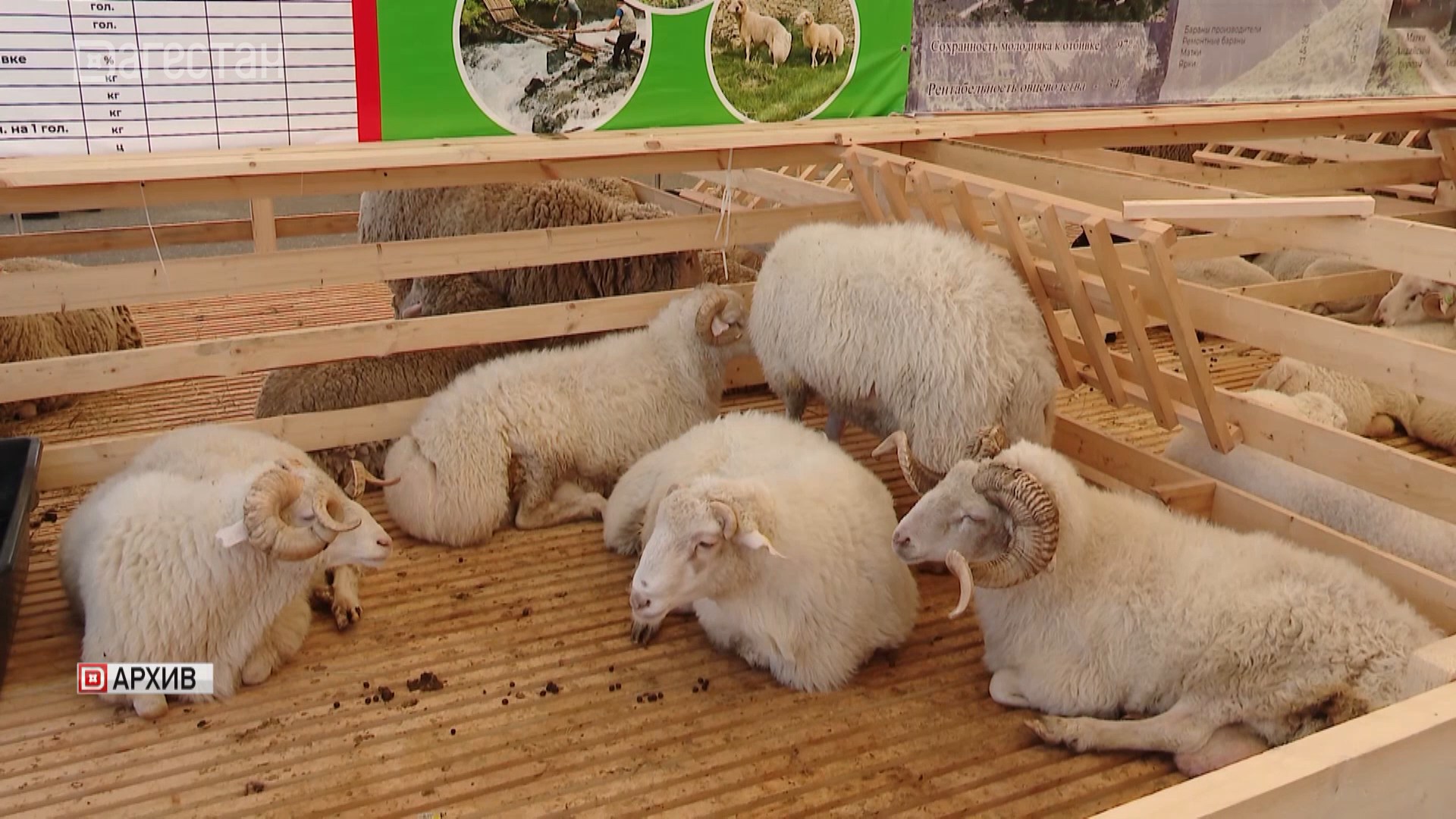 Скоро в Дагестане откроется Российская выставка племенных овец и коз