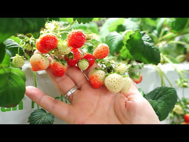 Клубника с грядки, тепличный комплекс Воскресенский, Абакан