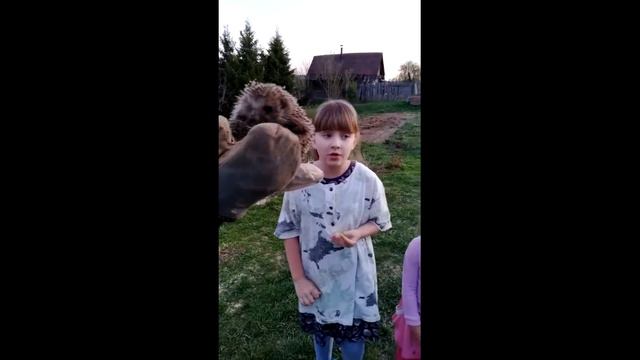 Майский ёжик
