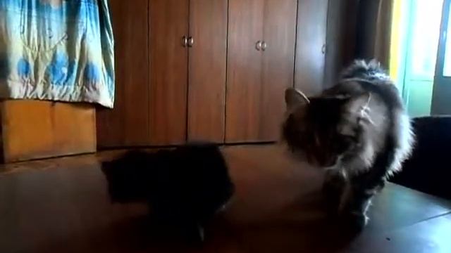 Мои котята-бобтейлята. Четыре недели и Захар 4 месяца.