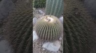 Cactus Garden part - 3