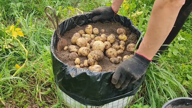 Огород в мешках, эксперимент с картошкой_урожай 2021.mp4