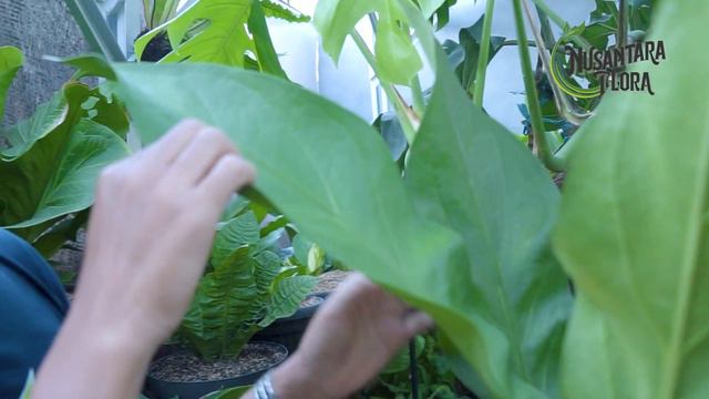 Anthurium Raffles #tanamanhias #anthurium #budidayatanaman #tanamananthurium