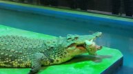 кормление крокодила