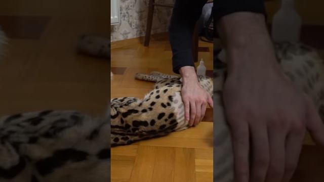 Что стало с котом Сервалом Гуччи Афони ТВ? он УМЕР?#матрешкинаlena #афоня