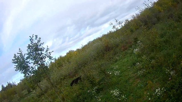 Охота с Норой на перепела