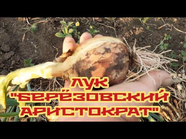 убираю грядки с луком - смотрим.....