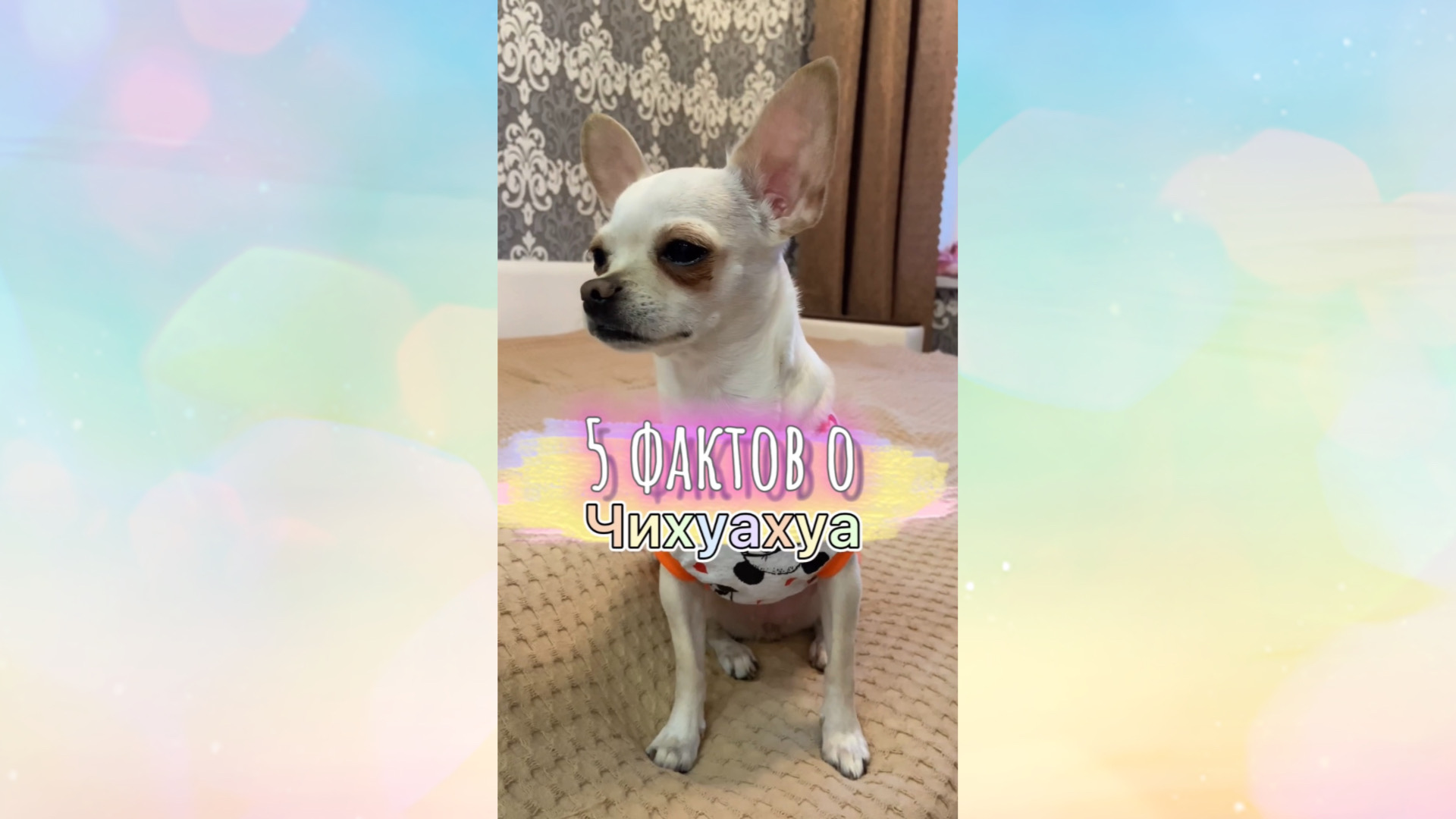 Факты о чихуахуа