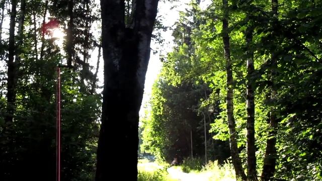 Рощица Антона Груздева. " ... Там рощица листочков трепетаньем, ...".  Живая память.