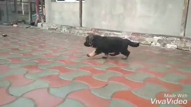 ДШ кобель Кваттро Веня
