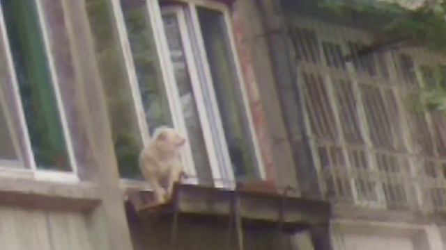 Собака на балконе