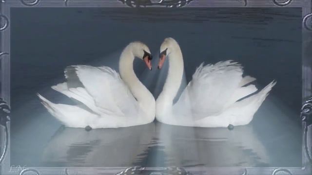 Твои руки