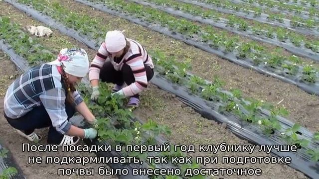 Посадка клубники на агроволокно