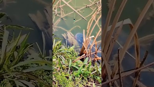 Ловкость Рук