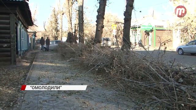 Тополя на Смолина "омолодили"