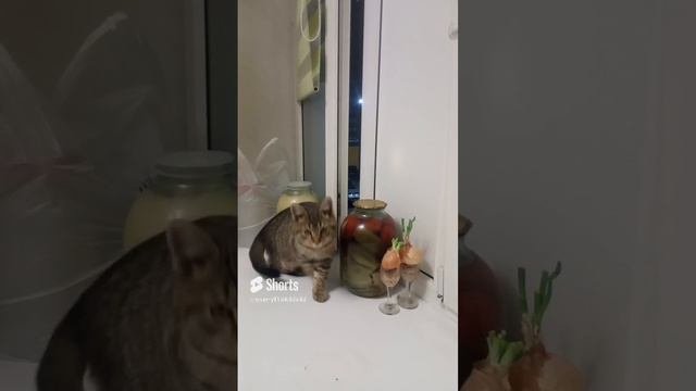 кот батон