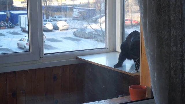 Кошачий психоз