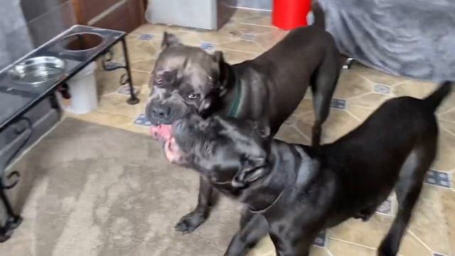 На плитке беситься неразрешимо обычно #канекорсо #tttt #canecorsoitaliano #canecorso #cane