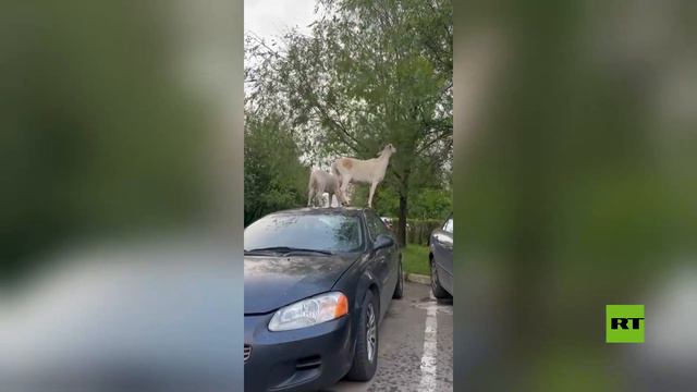 شاهد.. قطيع من الماعز يقتحم أحد مناطق موسكو