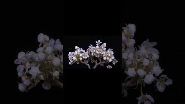 Релакс музыка 1, цветение груши, больше музыки на канале...