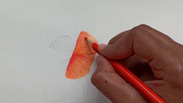 Gladiolus flower drawing | Colour pencil drawing | How to draw gladiolus flower #2