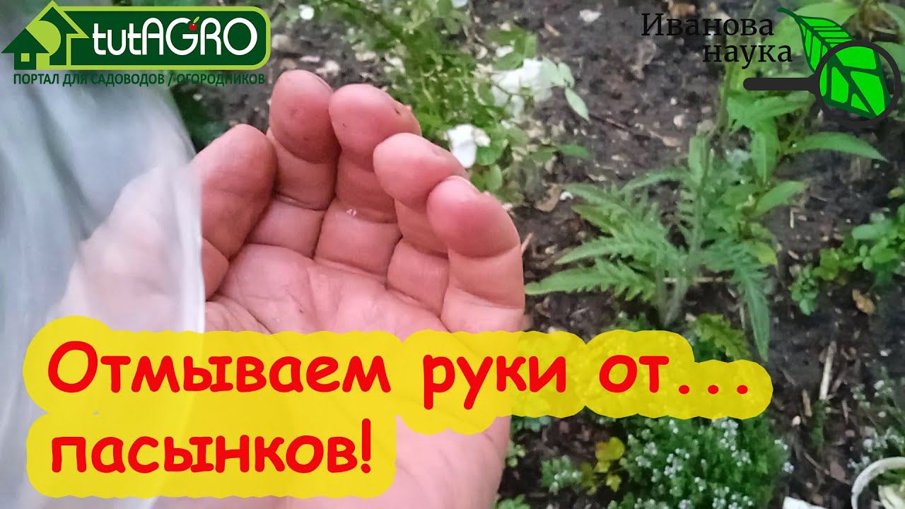 ЧЕМ ЛУЧШЕ ОТМЫТЬ РУКИ ОТ... ПАСЫНКОВ ТОМАТОВ! Будут не руки-крюки, а ЗОЛОТЫЕ РУКИ!