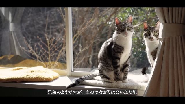 1日勉強する日曜日｜お茶菓子・休憩