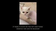 Persian Cat Rescue Story! "Cotton Candy" is ready for her new home