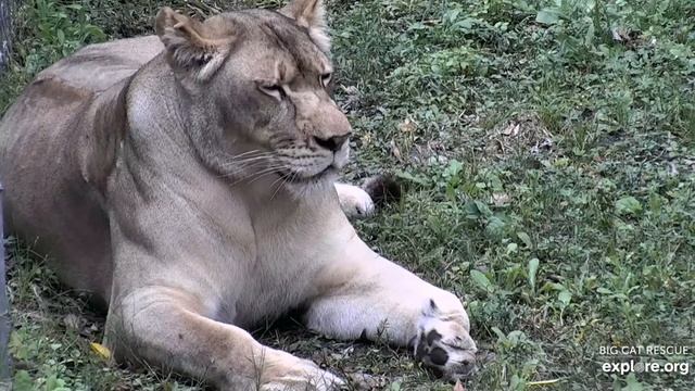 Gorgeous Koda lioness at Big Cat Rescue.